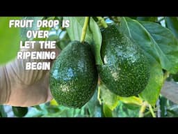 Multi Grafted Avocado Tree Fruit Drop is Over | Mexicola Grande Fruit is First to Ripen