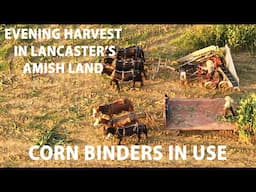 SUNSET HARVEST...CORN BINDERS and HORSES  in Lancaster County's AMISH LAND Vintage Modern?