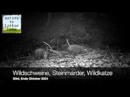 Wildschweine, Steinmarder, Wildkatze. Eifelwald Ende Oktober 2024