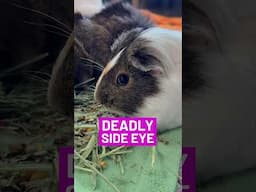 Reasons Your Guinea Pig Might be Glinda 👑 from Wicked