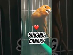 Canary Singing | Bird Sounds | Melodies Canary Bird Song | Training Video | Faisal Javed TV