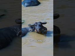 How can you not LOVE water buffalo?! 😍