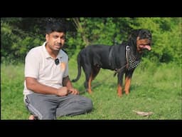 अगर आपके घर के पास भी ये Rottweiler नस्ल का कुत्ता है तो, ये जरूर जान लो!