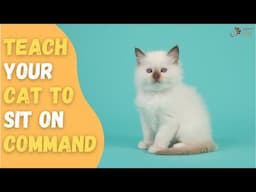 CAT REALLY SITS ON COMMAND? | How to Teach a Cat to Sit on Command!