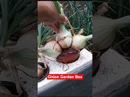 Box it UP! Onion Garden Box!🌰 #gardeninspiration #hydroponics #onion #gardening #containergardening