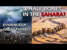 Physical Proof of the Great Flood? (Noah's flood - whales bones in the Sahara, stretch marks?)