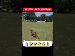 ড্রোন দিয়ে ছাগল তাড়ানো #drone #dronevideo #shorts #shortvideo