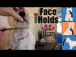 How to hold a dog’s face for grooming – with Willy the Westie!