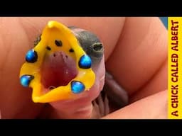 Gemstones in a Tiny Bird | Parrotfinch Hatching Adventure