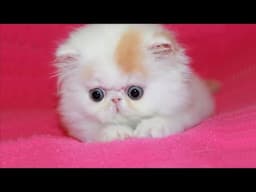 Persian Kittens Are Too Cute - Cute Persian Kitten Videos || NEW