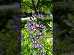 Bees on Purple Baptisia Australis Flowers