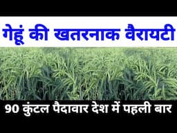 गेहूं की सबसे ज्यादा पैदावार देने वाली वैरायटी | Improve wheat seed 4355 | Gehu ki kheti