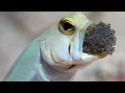 How Fish Adapted to Carry Eggs in Their Mouths