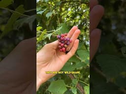 Can I eat these berries that look like Easter eggs? 🐣