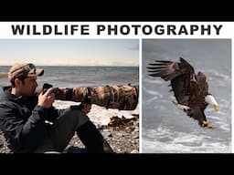 Bald Eagle | WILDLIFE PHOTOGRAPHY | Most Incredible Experience I've Had with an Eagle