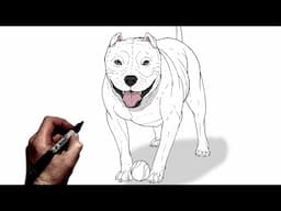 How To Draw A Pitbull | Step By Step