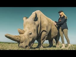 HOW GENETIC ENGINEERING IS SAVING THE LAST TWO NORTHERN WHITE RHINOS on EARTH /#DeExtinction