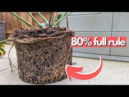 this is why your plants die when you repot them