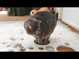 Cats Facing Snow For the FIRST TIME! Best CAT VIDEOS 2024