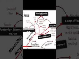 Understanding Hutchinsons sign