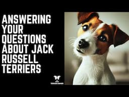 Answering Your Questions About Jack Russell Terriers