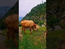 Nature's Delight: Baby Sheep Grazing in the Mountains.#sheep #babysheep #moutains #grazing