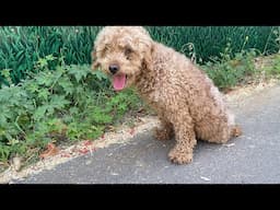 In 39°,the stray dog with paralyzed hind legs struggles to crawl,longs for a vehicle to stop for it