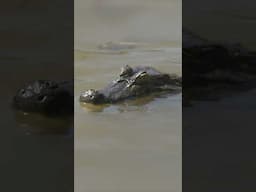 Can you tell Alligators and Crocodiles apart? #ThingsYouWantToKnow #NatGeoKids