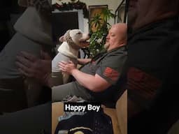 Is He Gay Dog? #shortvideo #pitbull #shorts #short #funnydogs #pitbulldog