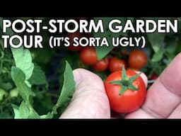 Post-Storm Garden Tour - It's HOT and Ugly! || Black Gumbo