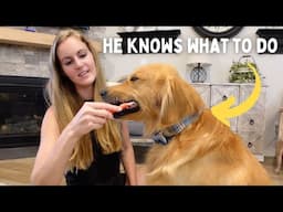 Golden Retriever brushes his teeth.