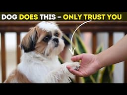 15 Amazing Signs Your Dog Trusts You Like No One Else