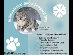 Snow Leopard Day Facts