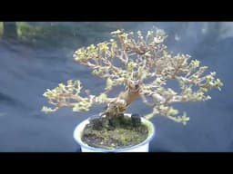 SANTAN BONSAI 2024