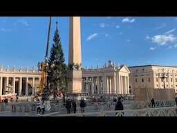 El árbol de navidad ya ha llegado al Vaticano