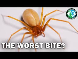 You're WRONG About the Brown Recluse Spider