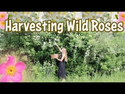 Wild Roses | Identifying, Harvesting & Wildcrafting Roses