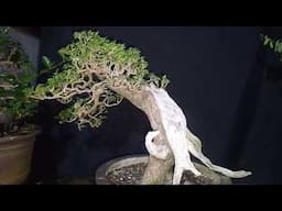 Premna odorata | Abgao Dagat  | Commission Work bonsai