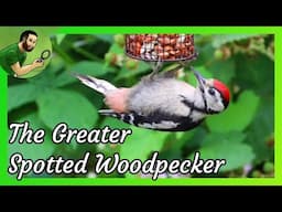 The Greater Spotted Woodpecker