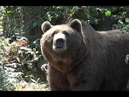 Abraham Powell's Fatal Grizzly Bear Attack