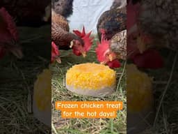 Frozen chicken treat 🌽🧊🐓 #ferkofamilyfarm #hotsummerdays