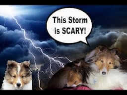 "This Storm is Scary!" ⚡️🌪️🐶😬 Part 2 of a Camping Biscuit Talky on Cricket "the sheltie" Chronicles