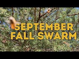 September Fall Swarm, Why did my bees swarm in the fall?