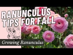 Growing Fall Ranunculus: From Start to Finish