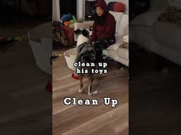 Astro cleans up #australianshepherd #dogobedience #dog #dogtraining #doglover #dogtricks #dogshorts