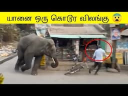 யானை இப்படிபட்ட ஒரு விலங்கா | யானைகள் செய்த அதிர்ச்சியான சம்பவம் 🐘