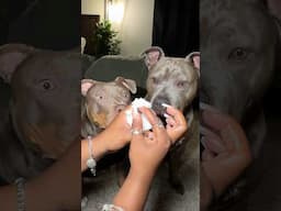 Dog Grooming ASMR 🐾🧼 #bath #doggrooming #puppy #dogbath #asmr #viral #satisfying #shorts #pitbull