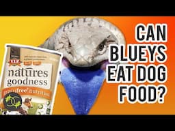 What Should BLUETONGUE Lizards Eat? - Cookies Critters