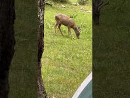 Nosy Neighbors 🦌