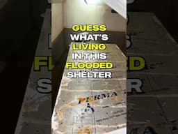 Guess what’s living in this FLOODED “Rising S” Shelter!